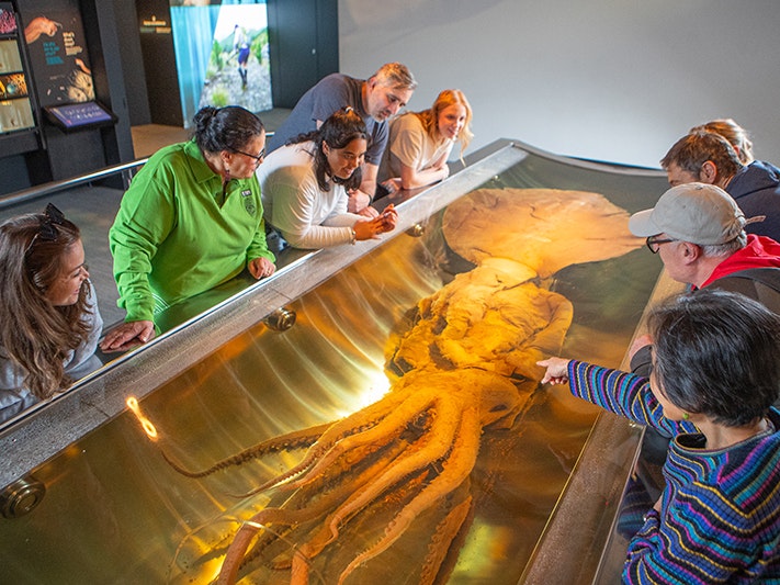 Te Papa tours, 2025. Photo by Jeff McEwan. Te Papa (267117) Several people gathered around a colossal squid in a tank.