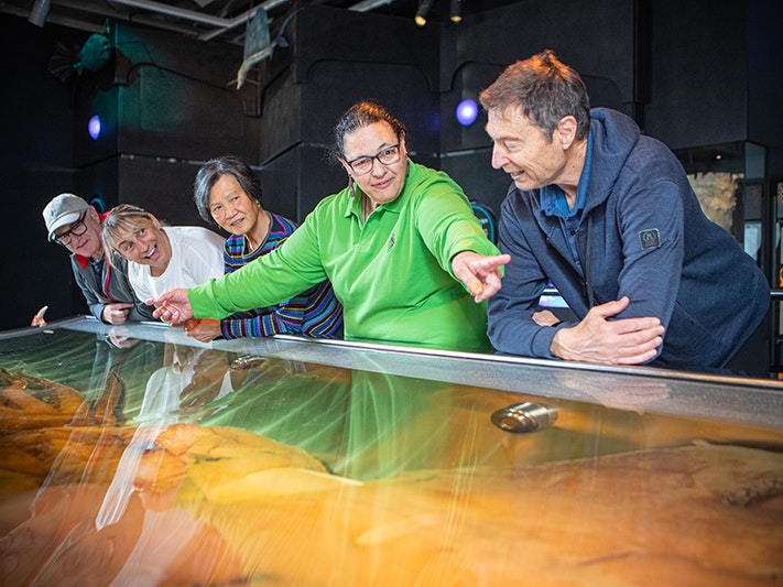 Te Papa Tours. Photo by Jeff McEwan. Te Papa (270475) A woman in a green shirt has her arms stretched to show the length of the colossal squid in Te Papa. There are four people looking on.