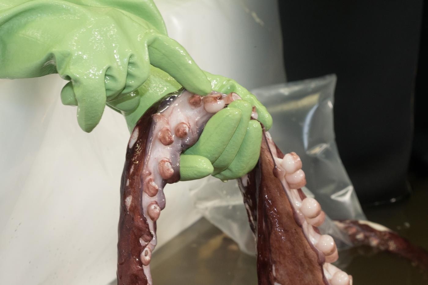 A green-gloved hand is holding a large squid tentacle.