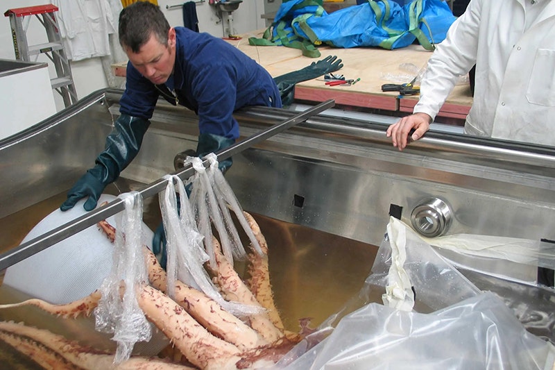 A man in blue overalls and gloves is handling a large squid in a larger tank.