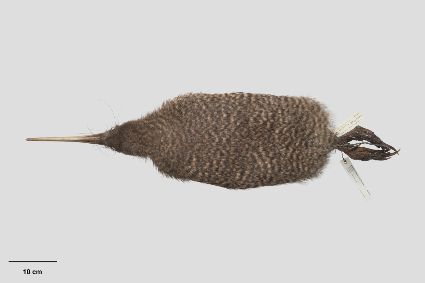 A taxidermied kiwi laid out with a tag on it's feet.