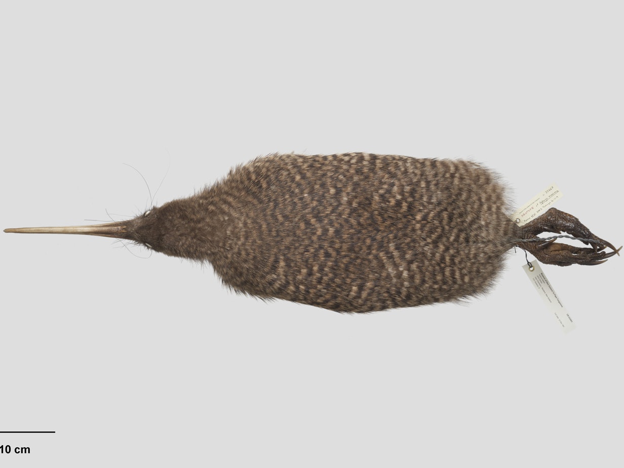 Great spotted kiwi, Apteryx maxima, collected 23 December 1981, near Charleston, Buller County, New Zealand. CC BY 4.0. Te Papa (OR.022663) A taxidermied kiwi laid out with a tag on it's feet.