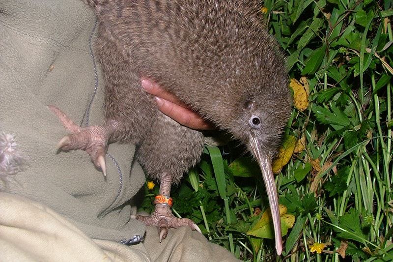A kiwi bird is being held closely to a person by some grass.