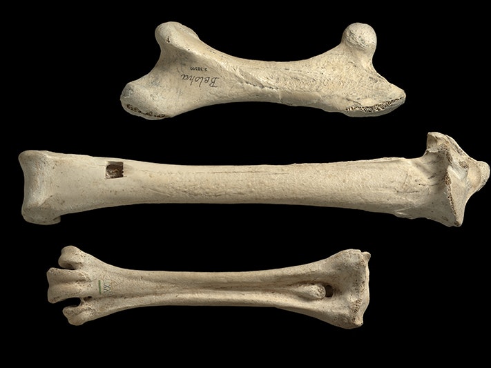 Elephant bird, Mullerornis agilis, collected South of Island, Beloha., Madagascar. CC BY 4.0. Te Papa (S.038300) Three large bones on a black background. There is a size measurement indicator