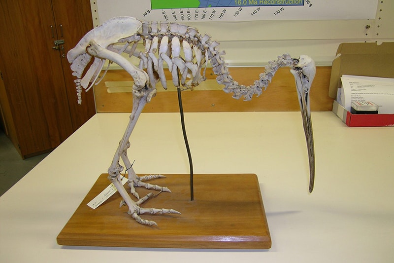 A kiwi bird skeleton mounted on a plinth in a lab.