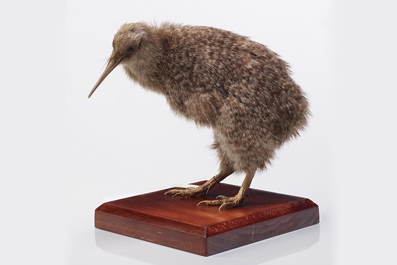 A taxidermied kiwi bird standing on a wooden plinth.