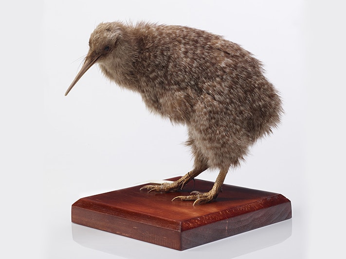 Little Spotted Kiwi, Apteryx owenii, collected no data, New Zealand. Gift of the Napier Museum, 1949. CC BY 4.0. Te Papa (OR.002433) A taxidermied kiwi bird standing on a wooden plinth.