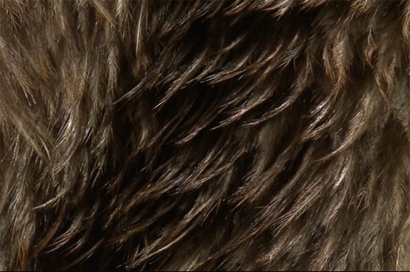 Closeup of a feather cloak with a slight fold in it.