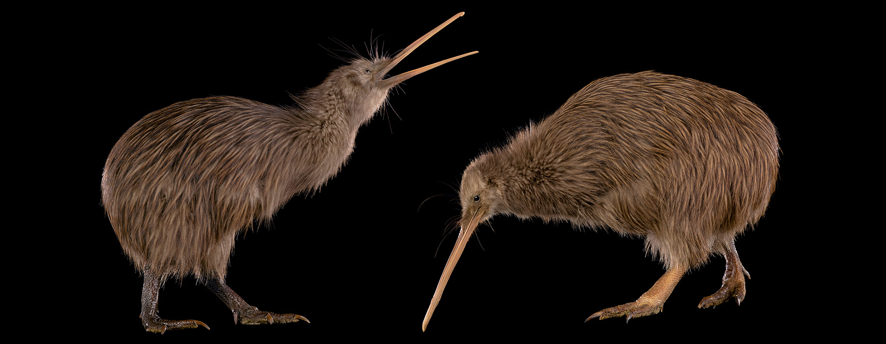 Two taxidermied kiwi birds on a black background. The one on the left has its open beak in the air and the one on the right has its beak facing downaward
