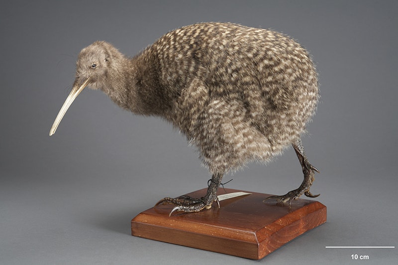 A taxidermied kiwi on a wooden plinth.