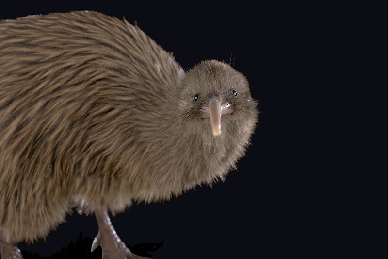 A kiwi bird with its head turned to the camera on a black background.