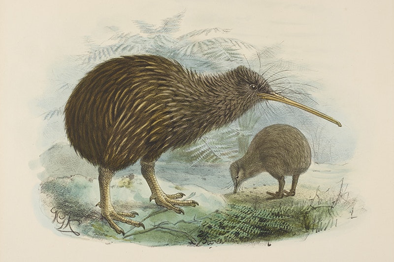 An illustration of two kiwi birds, one is much bigger than the other one.