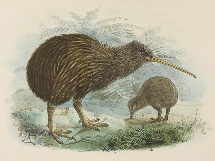 North Island brown kiwi (Apteryx mantelli), 1872, London, by Johannes Keulemans. Acquisition history unknown. Te Papa (1992-0035-1093/1) An illustration of two kiwi birds, one is much bigger than the other one.