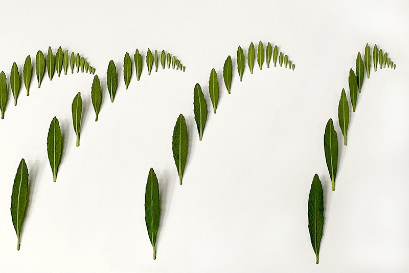 A series of four rows of brass harakeke leaves curving upwards.