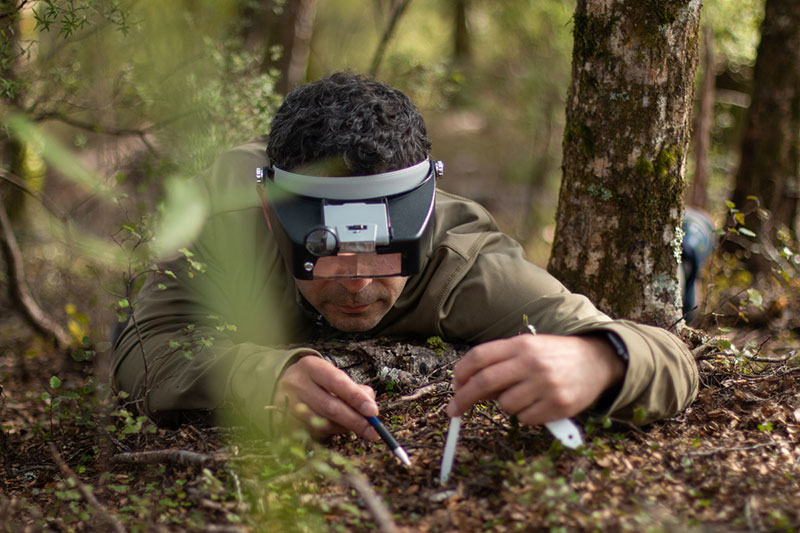 Photo of a man with dark curly hair, wearing a magnifying visor. He lies on his stomach on the forest floor, parting the soil with a pen and a plant label.