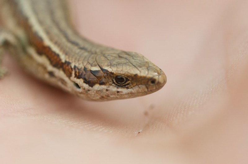 Close-up of a brown grass skink in someone's palm.