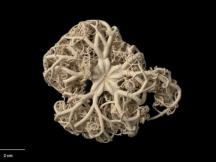 Astrodendrum elingamita Baker, 1974, collected 23 January 1963, Three Kings Islands, New Zealand. CC BY 4.0. Te Papa (EC.001191) A dried starfish that has a lot of tendrils coming of each arm.