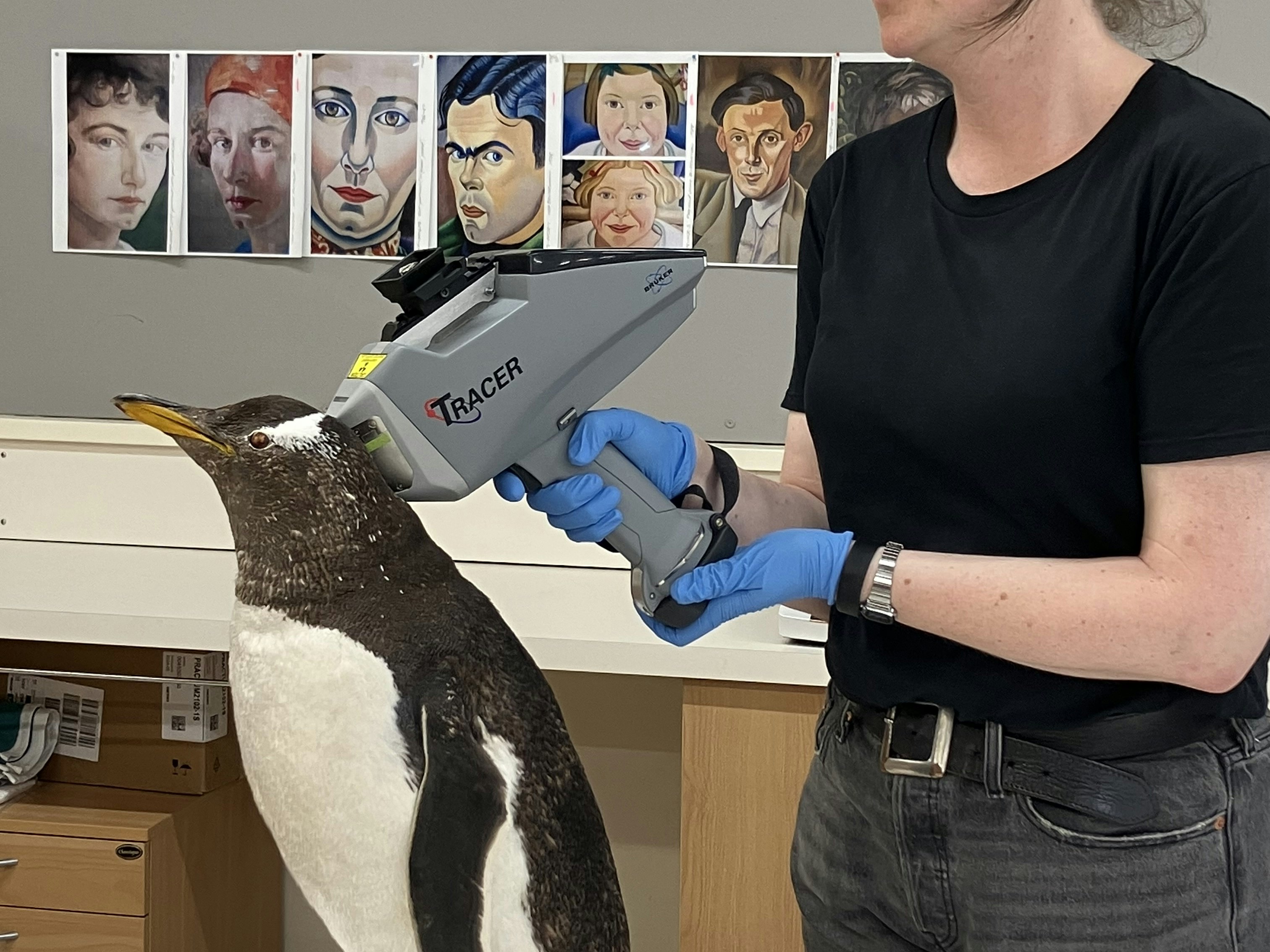 XRF reader being used on a taxidermy penguin. Image courtesy of Te Papa A technician holds a machine up to a penguin's head to take a reading