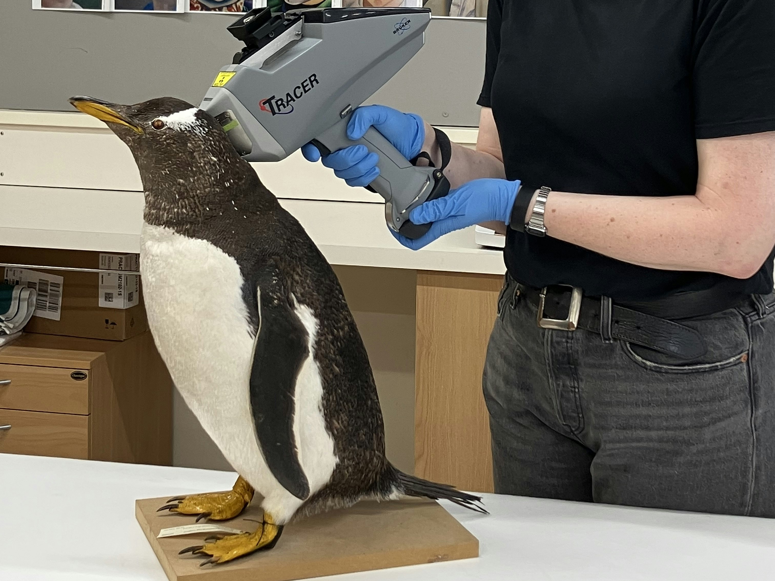 XRF reader being used on a taxidermy penguin. Image courtesy of Te Papa A technician holds a machine up to a penguin's head to take a reading