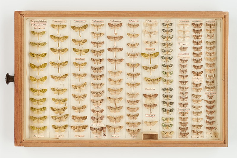 A wooden drawer of over 100 moths pinned in rows.