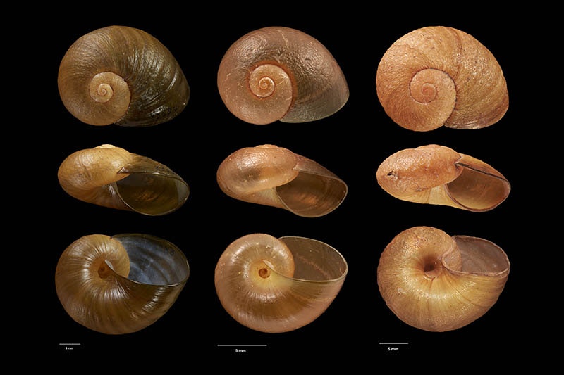 Nine snail shell images of three snails at different angles.