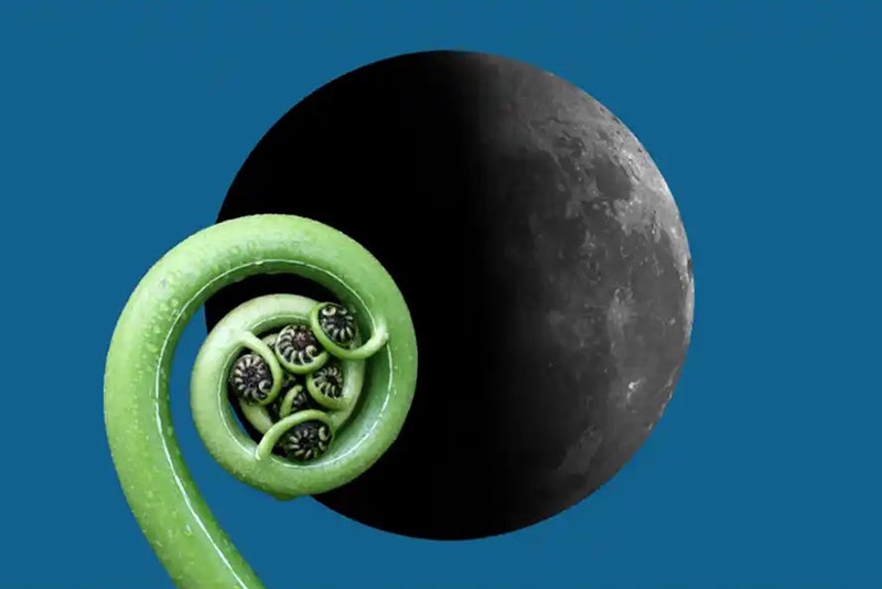A green fern frond is in front of a full moon on a dark blue background.