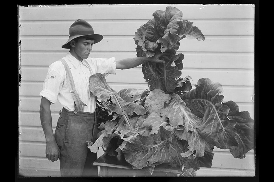 A black and white photo of Gilbert Adkin wearing a brimmed hat and breeches, and holding up the outer leaf of a giant cauliflower.