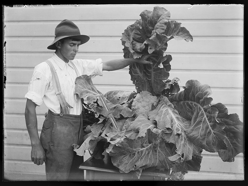 Gilbert Adkin with giant cauliflower, 'Cheslyn Rise' farm, circa 1910, Levin, by Leslie Adkin. Gift of G. L. Adkin family estate, 1964. Te Papa (B.022534) A black and white photo of Gilbert Adkin wearing a brimmed hat and breeches, and holding up the outer leaf of a giant cauliflower.