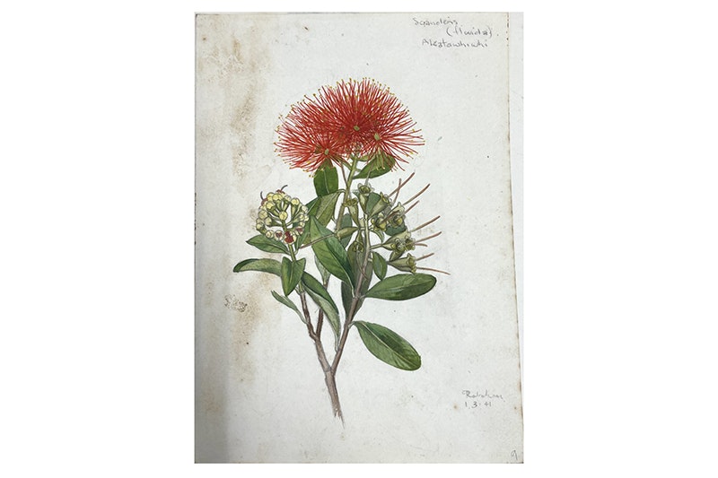 A watercolour of a green branch with a red flower made of lots of little stems.