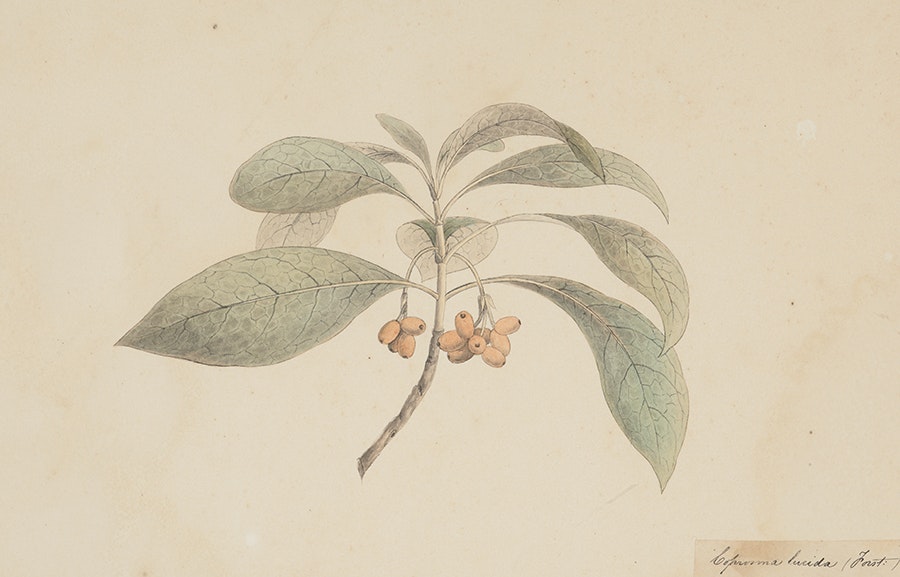 A watercolour of a coprosma stem and berries.