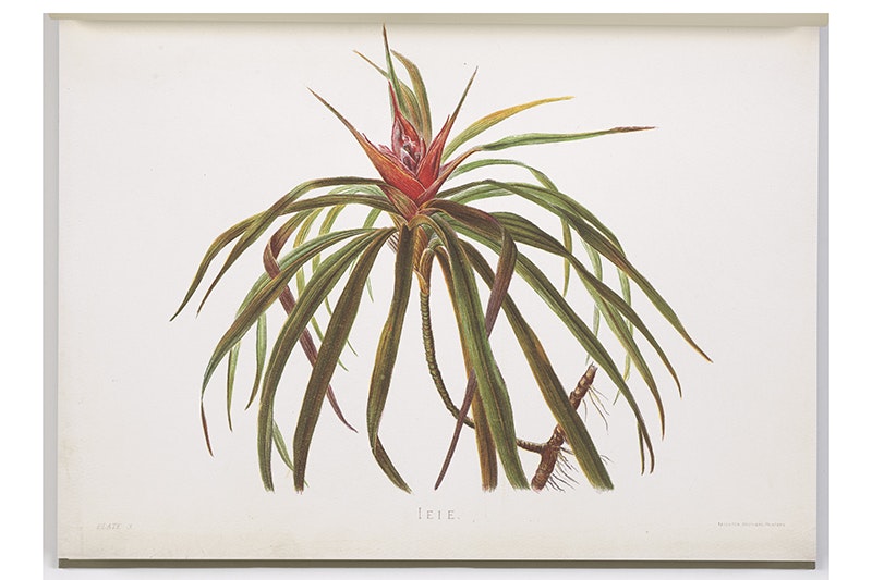 A watercolour painting of a flowering plant.