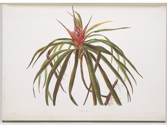 Ieie. Plate 3 from the book: Indigenous flowers of the Hawaiian Islands, 1885, London, by Isabella Sinclair, Leighton Brothers, Sampson Low, Marston, Searle and Rivington Ltd. Te Papa (RB001450/003a) A watercolour painting of a flowering plant.