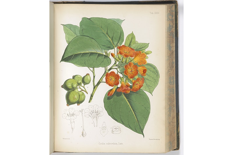 A watercolour of a plant with yellow flowers.