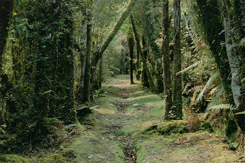 A view of a grassy path through a forest of trees and ferns.