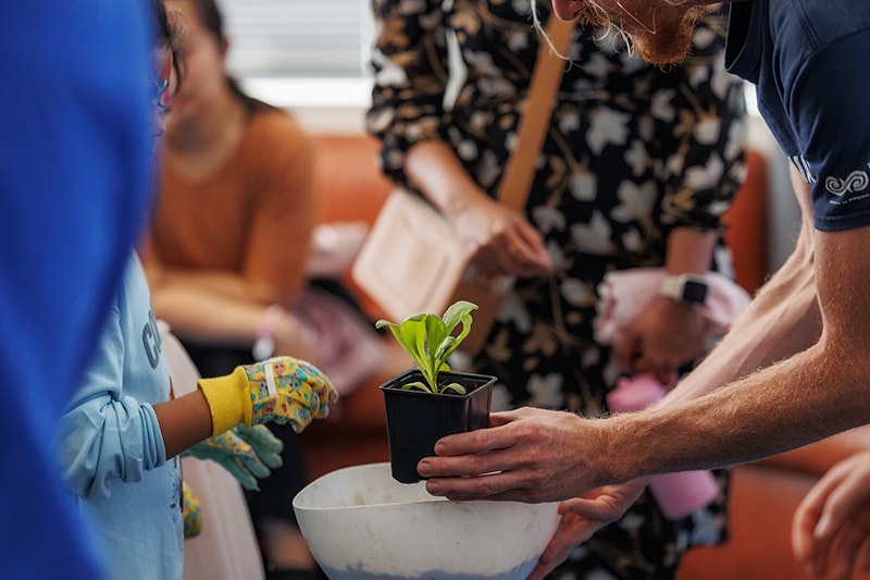 A plant is held by an adult, being show to a young child. The plant is light green, and held over a white bowl.