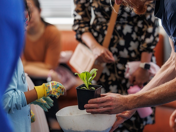 Whānau Day Ngahuru kura kai kura tangata. Photo by Jo Moore. Te Papa (262456) A plant is held by an adult, being show to a young child. The plant is light green, and held over a white bowl.