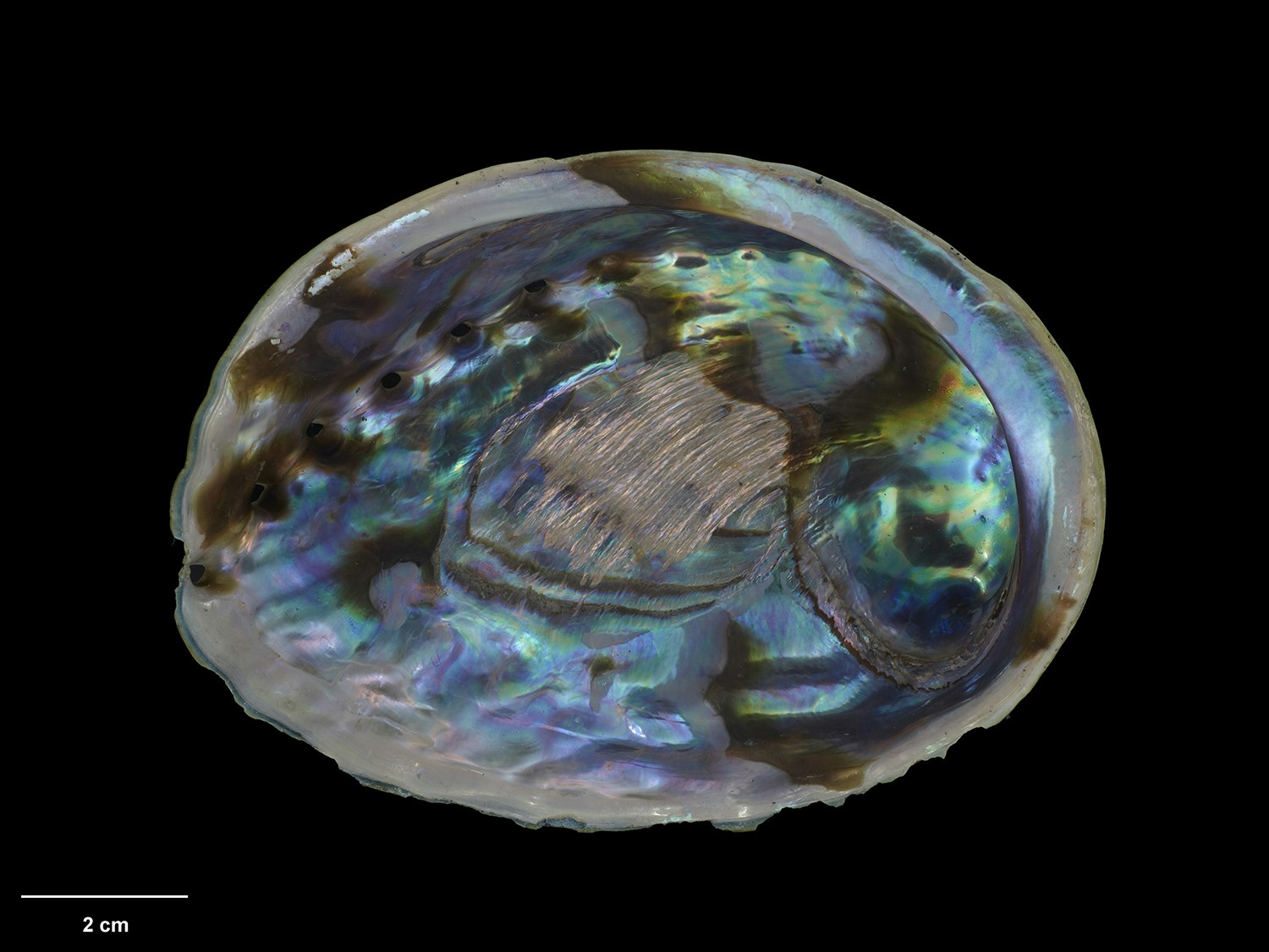 Marine snail, Haliotis iris Gmelin, 1791, collected by Noel Peterson, 1975, Wellington, New Zealand. Te Papa (M.067851) A pāua shell on a black background