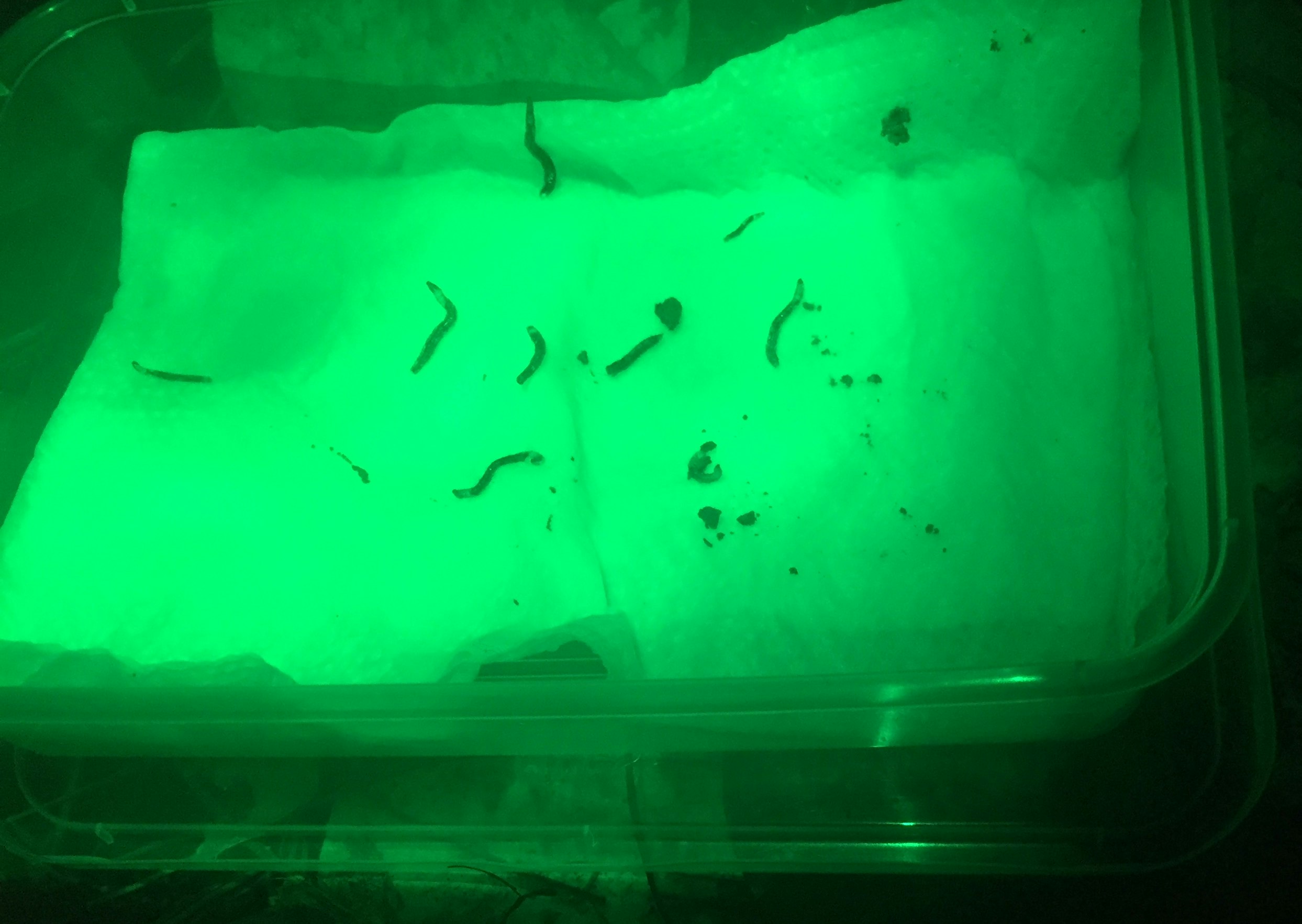 A group of small insects on tissue. The container is lit in a glowing green light.