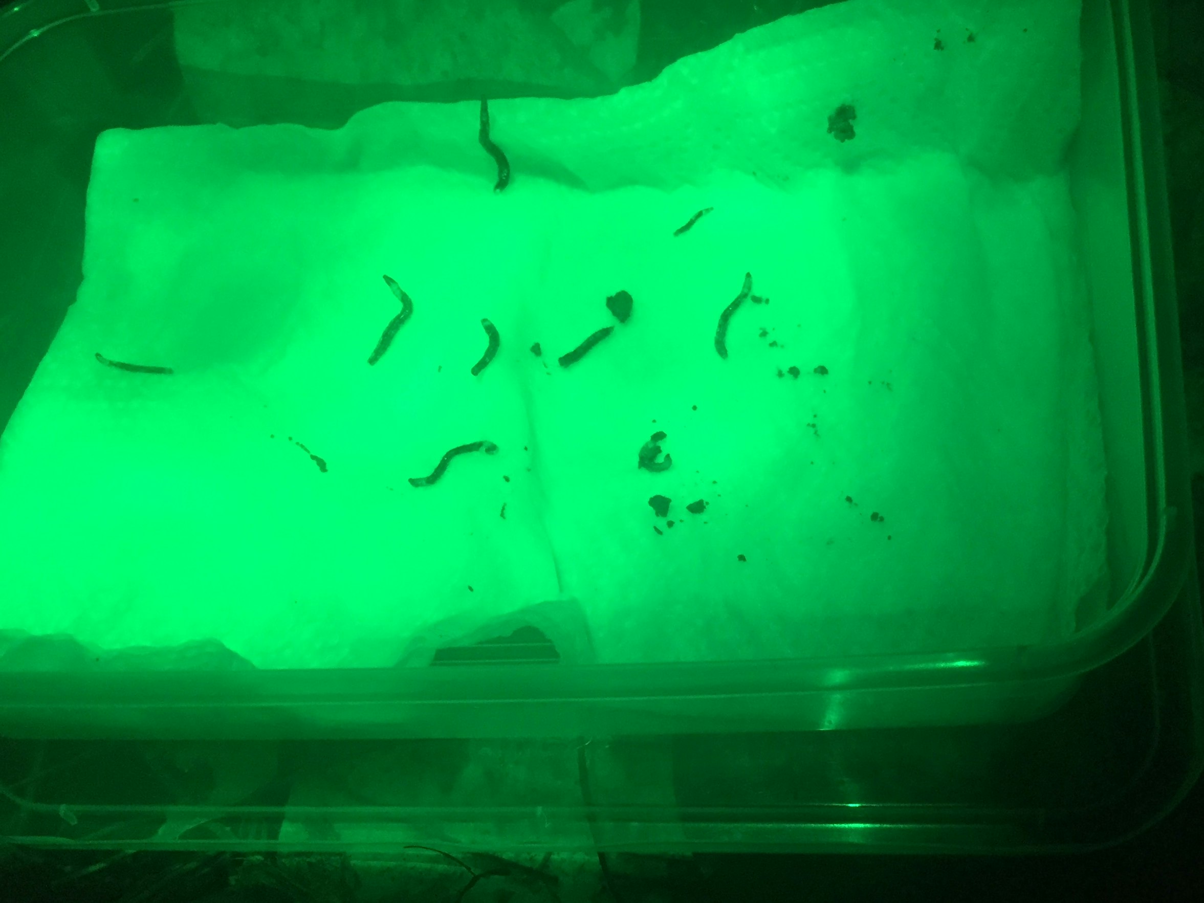 Sampled glow-worms on wet tissue in lockdown 2020. Photo by Julia Kasper. Te Papa A group of small insects on tissue. The container is lit in a glowing green light.