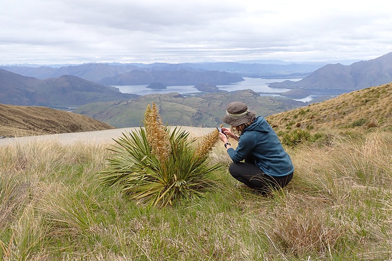 A person is crouched down investigating a spiky plant on top of a mountain.