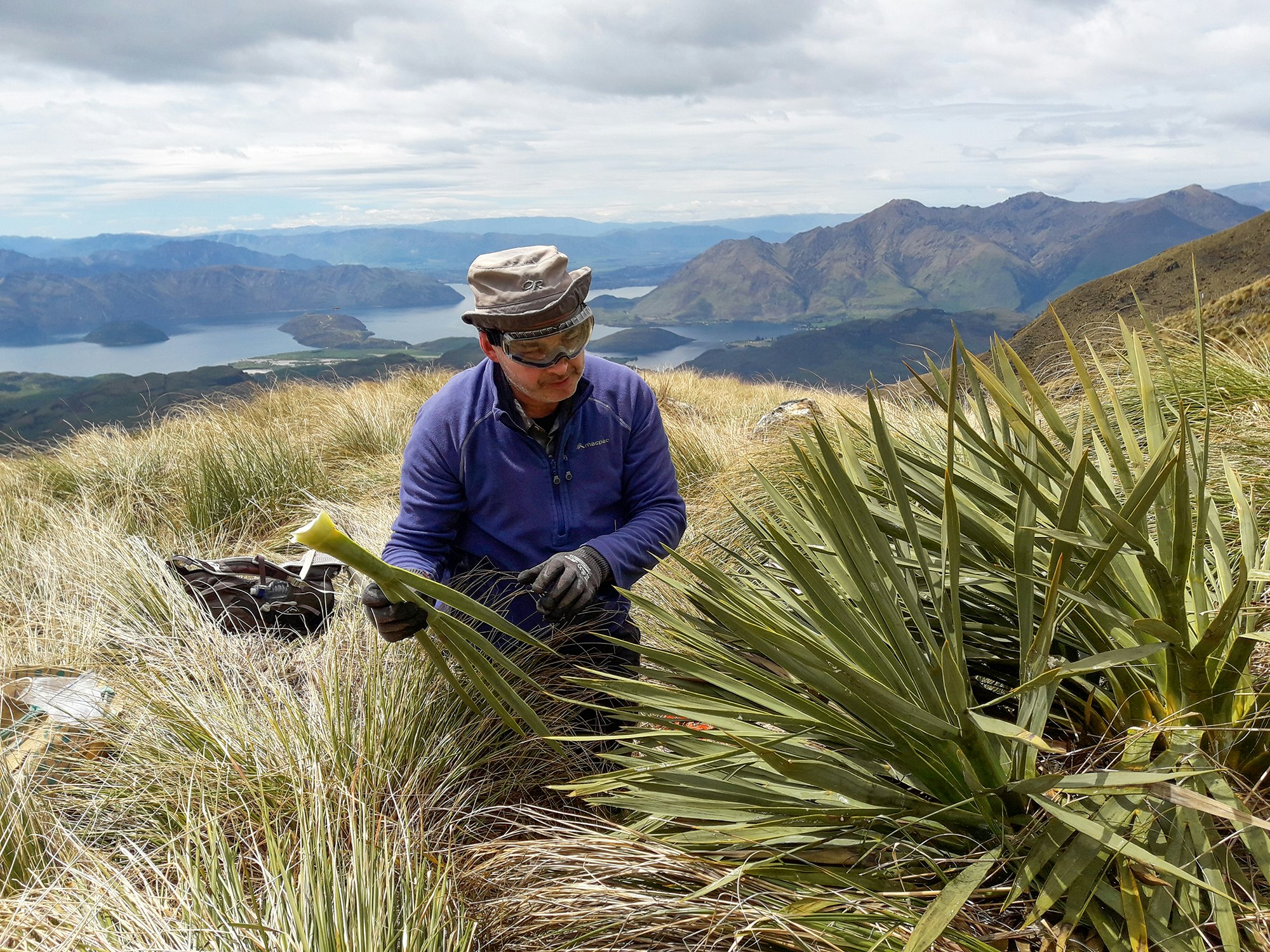 A man in gloves and safety glasses is getting samples from a large spiky plant.