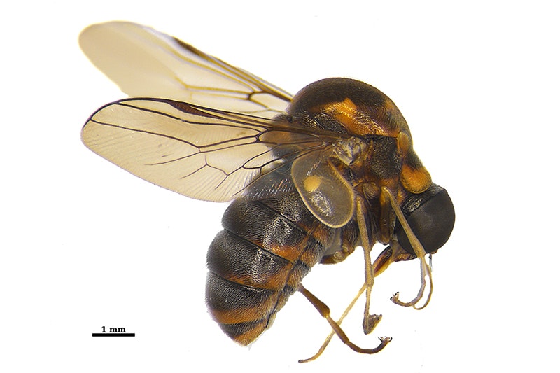 New species Helle tigris. Photo by Shaun Thompson. Te Papa CC BY 4.0 A closeup of a hunchback fly on a white board.