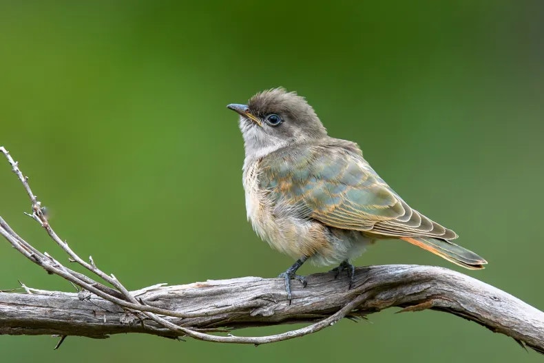 A small green and orange bird sitting on a branch.