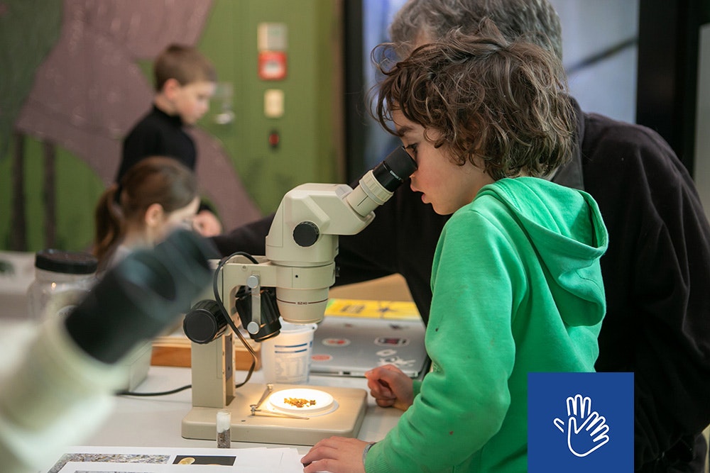 Children looking through microscopes at small bugs.
