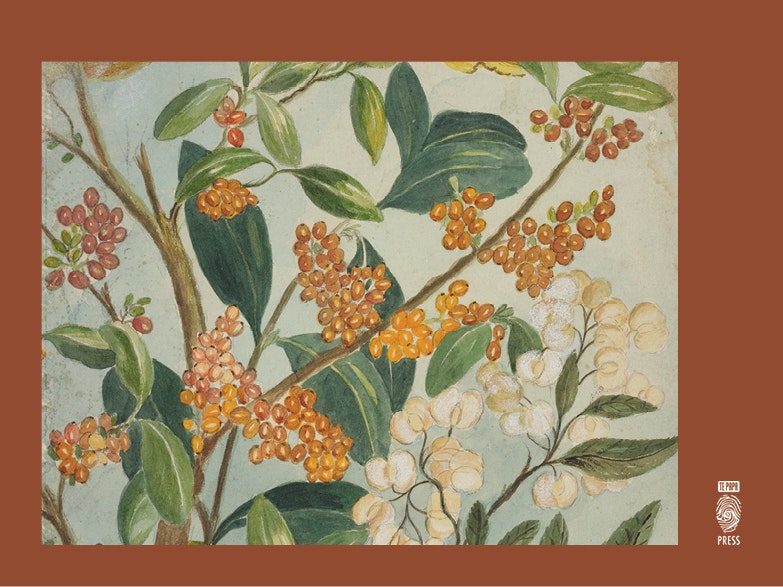 botanical illustration
