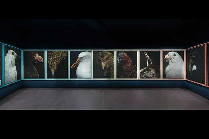 A dark room with very large portraits of birds in frames. There are nine birds in view.
