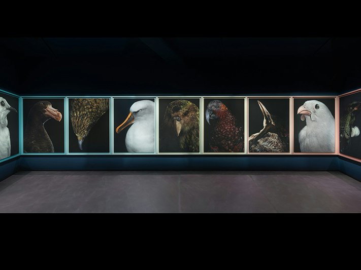 Fiona Pardington, Taharaki Skyside, Installation (detail). Photography By Neil Pardington. A dark room with very large portraits of birds in frames. There are nine birds in view.