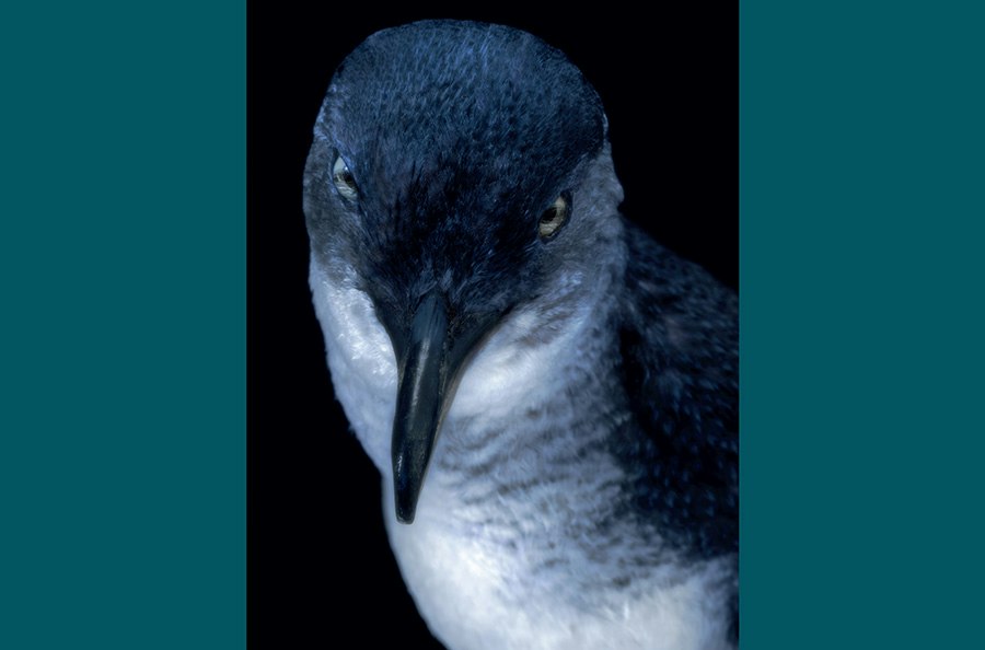An artistic photo of the head and top half of a taxidermied bird.