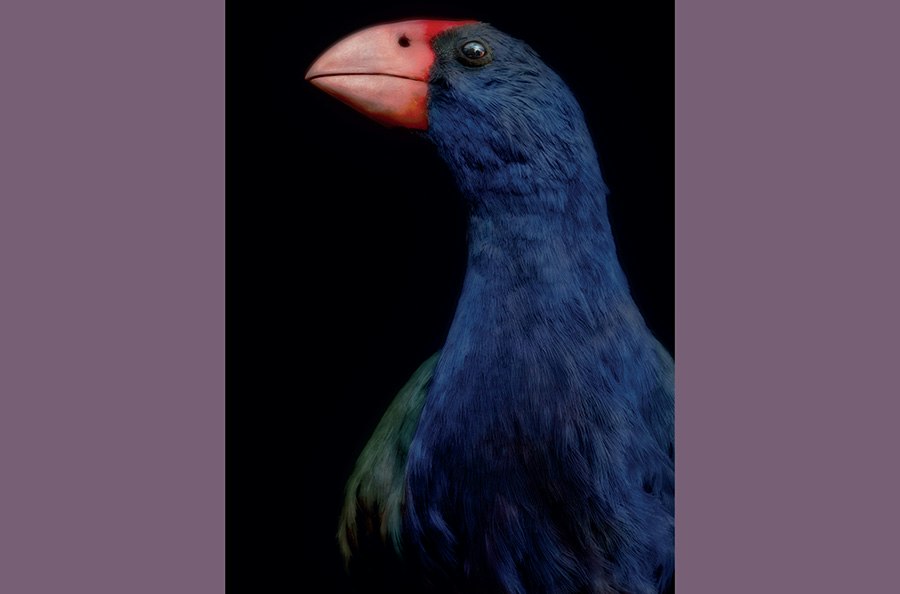 An artistic photo of the head and top half of a taxidermied bird.