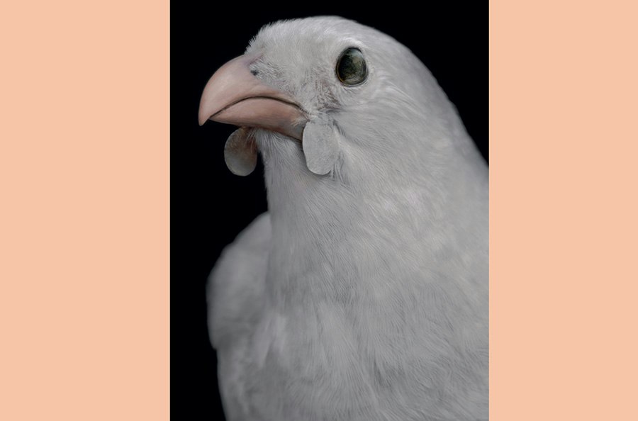 An artistic photo of the head and top half of a taxidermied bird.